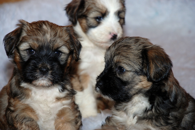 Motte und Milou, im Hintergrund Joshi