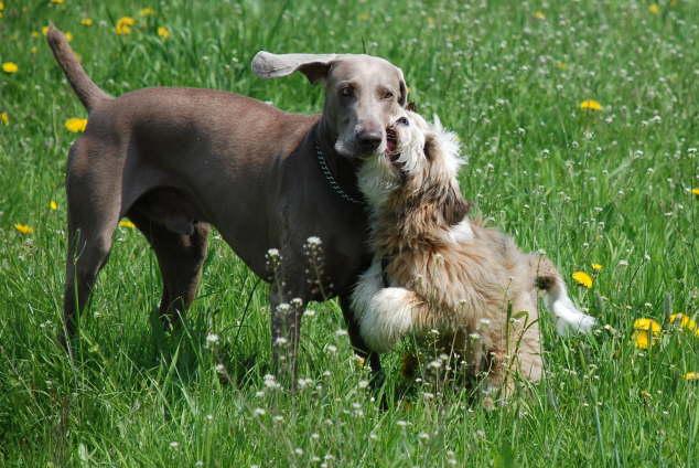 Joshi und Freund Spikey, der Weimeraner